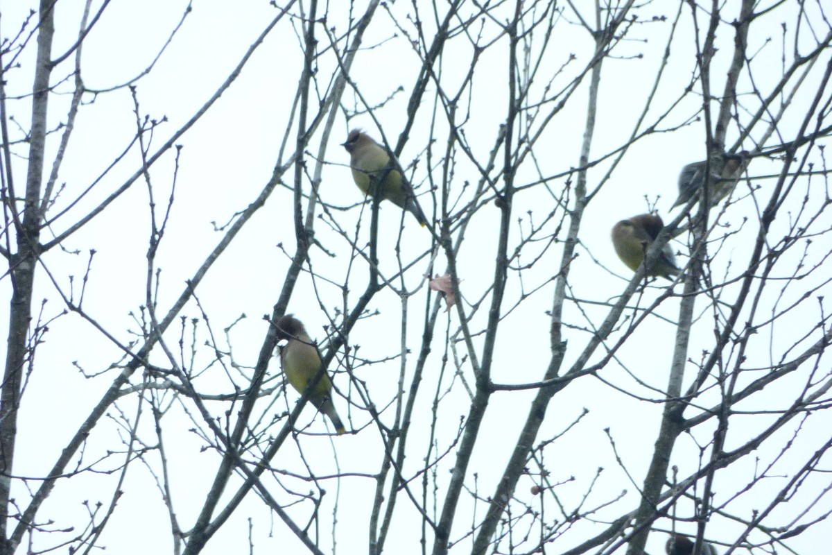 Cedar Waxwing - ML612342979