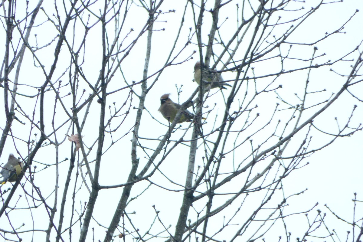 Cedar Waxwing - ML612342980