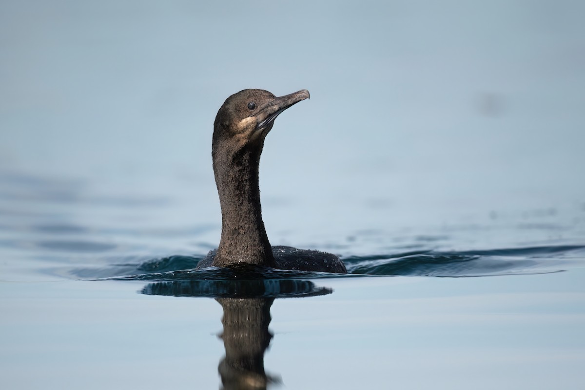 Brandt's Cormorant - ML612342981