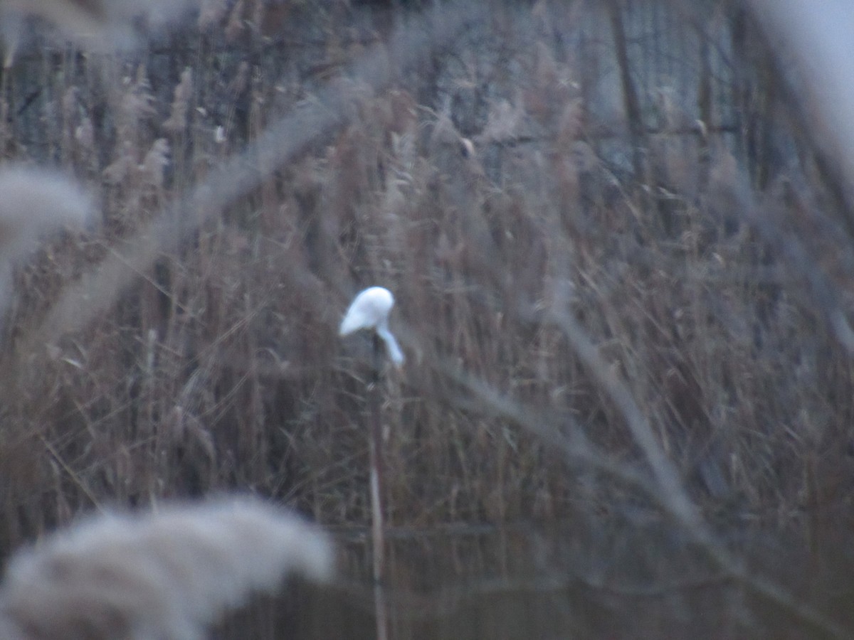 Great Egret - ML612342982