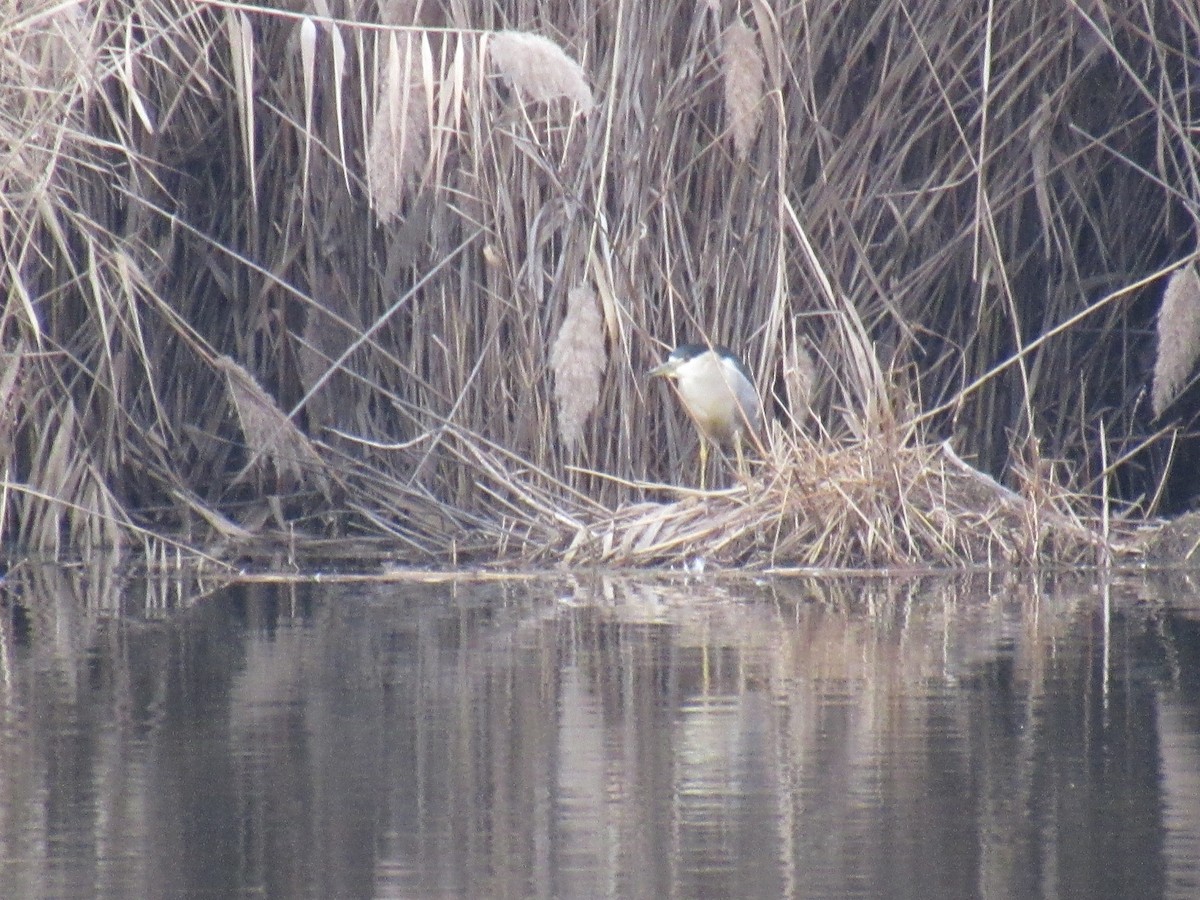 Black-crowned Night Heron - ML612342989