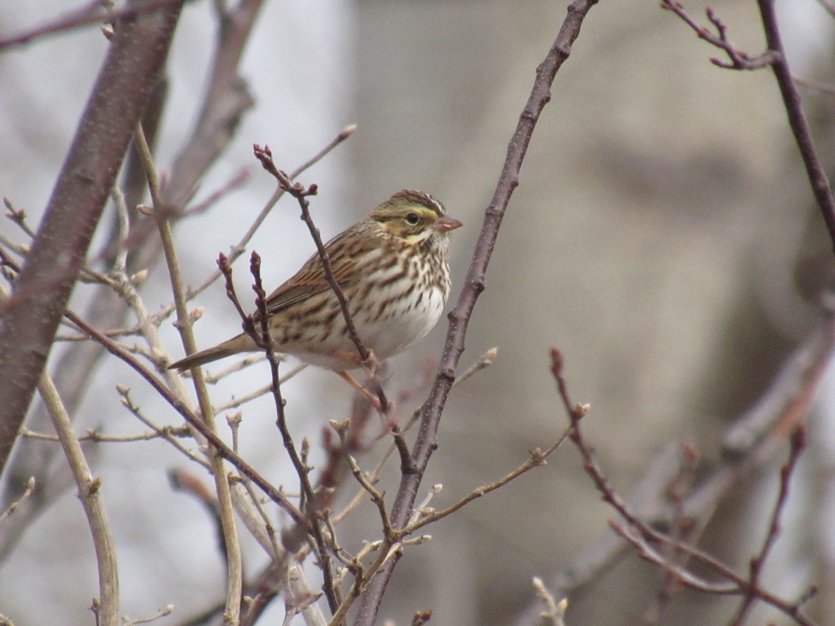 Savannah Sparrow - ML612343005