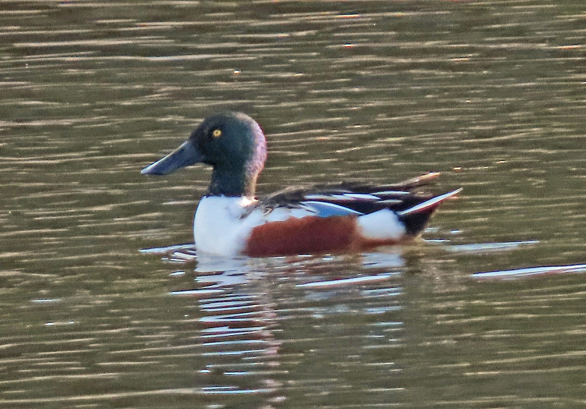 Халбага нугас - ML612343012