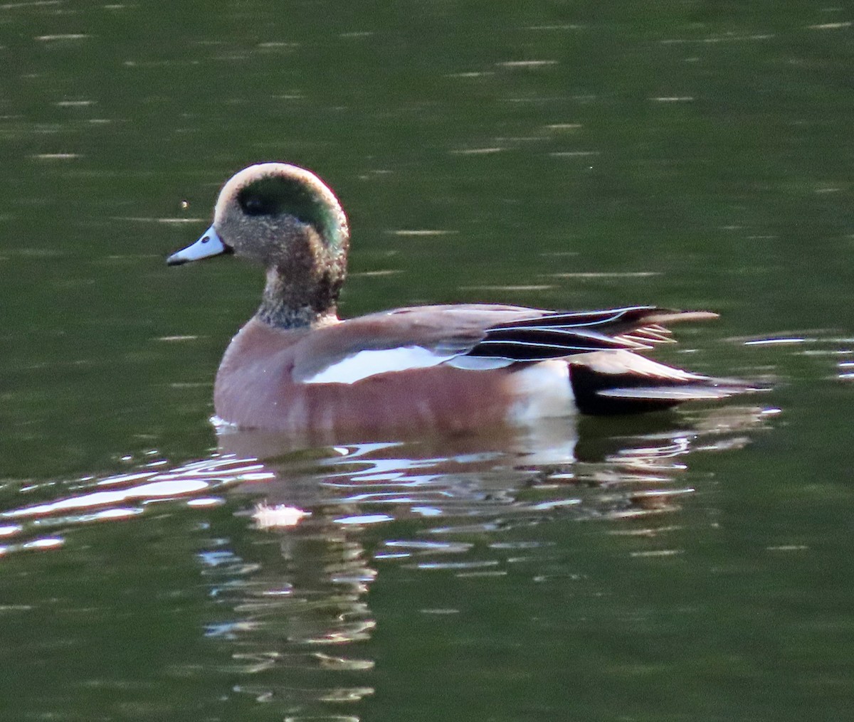 American Wigeon - ML612343018