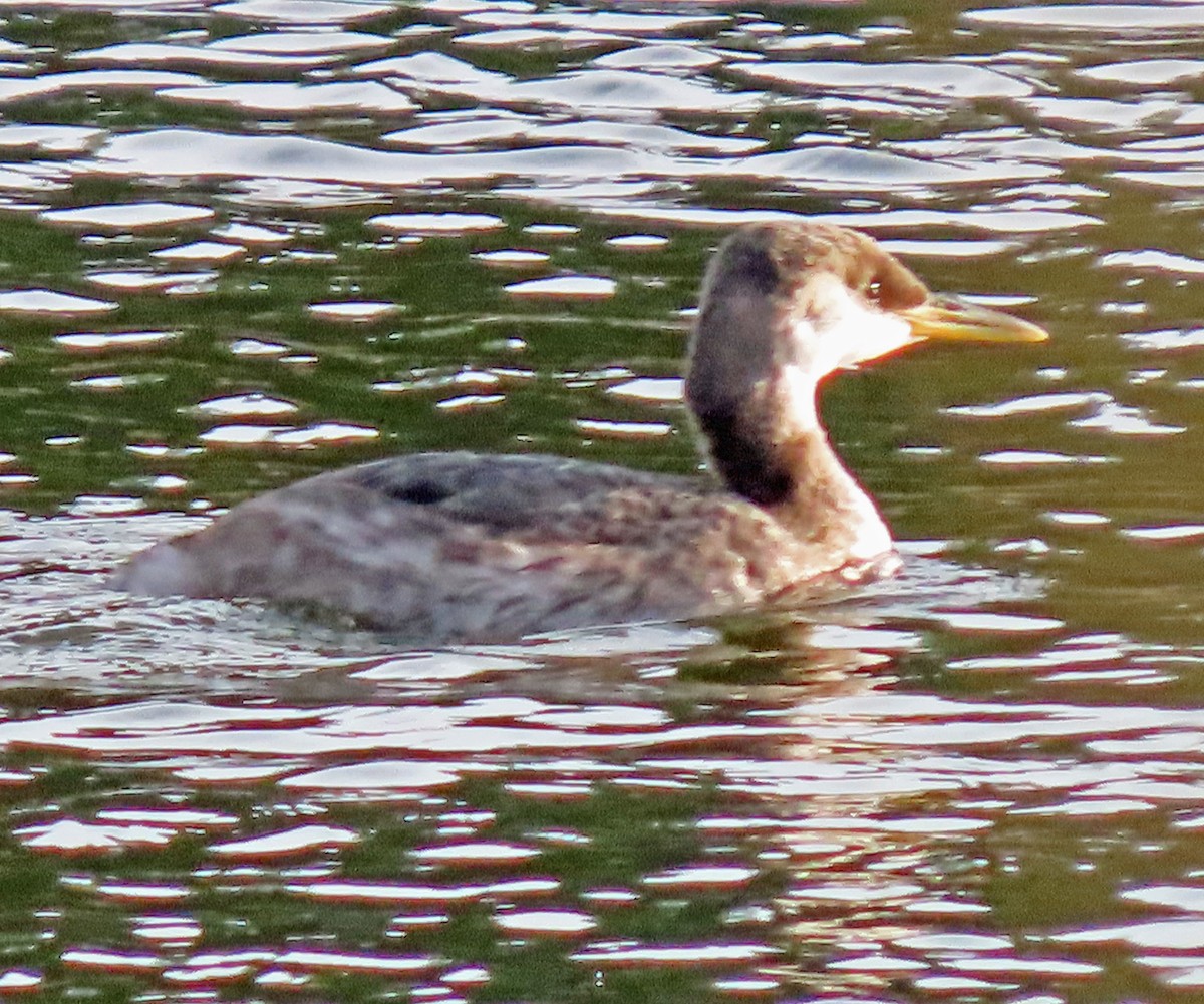 Буурал шунгуур - ML612343026