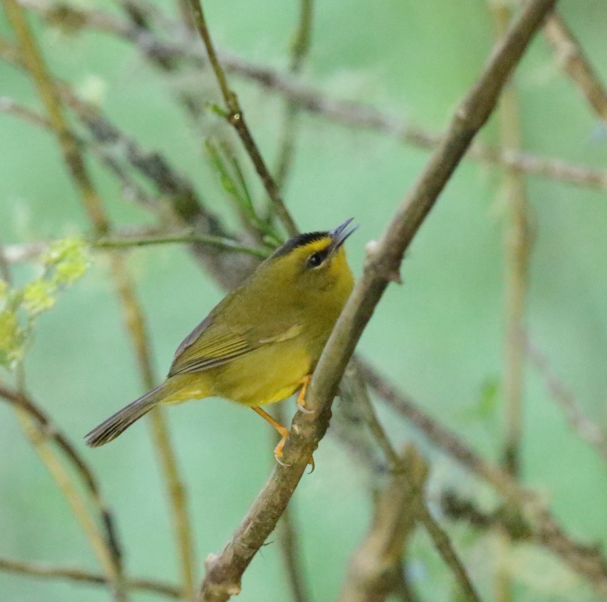 Black-crested Warbler - ML612343028