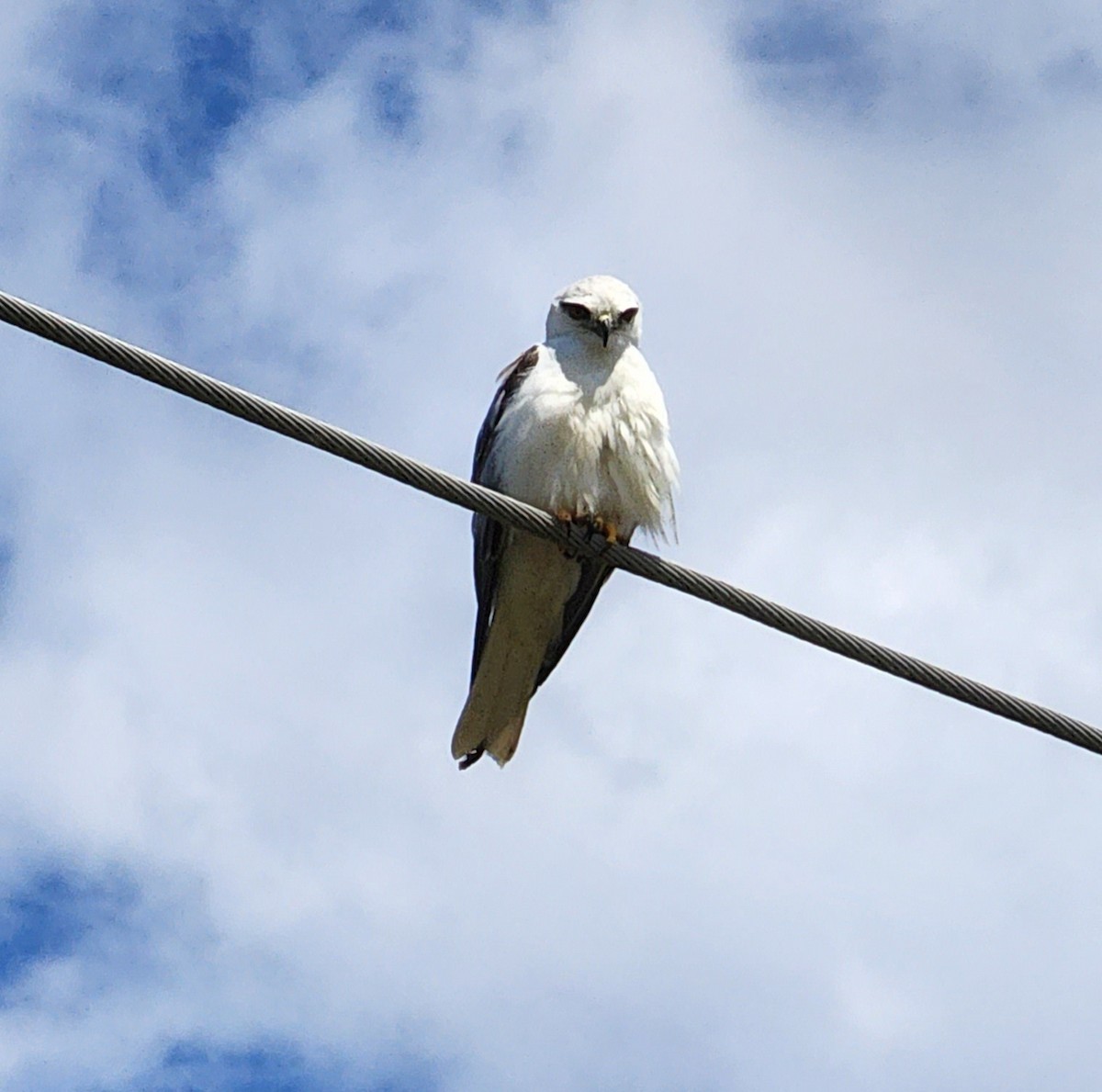 Black-shouldered Kite - Mark Stevenson