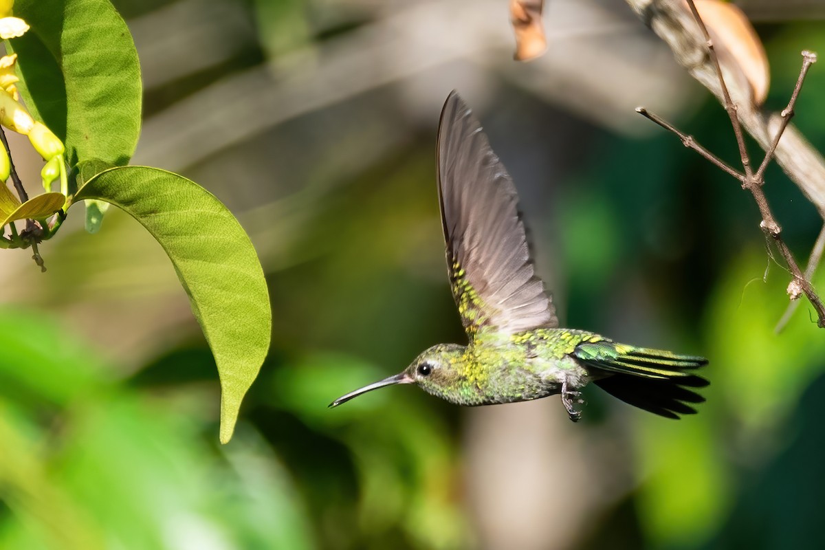 kolibřík zelenoocasý - ML612343058