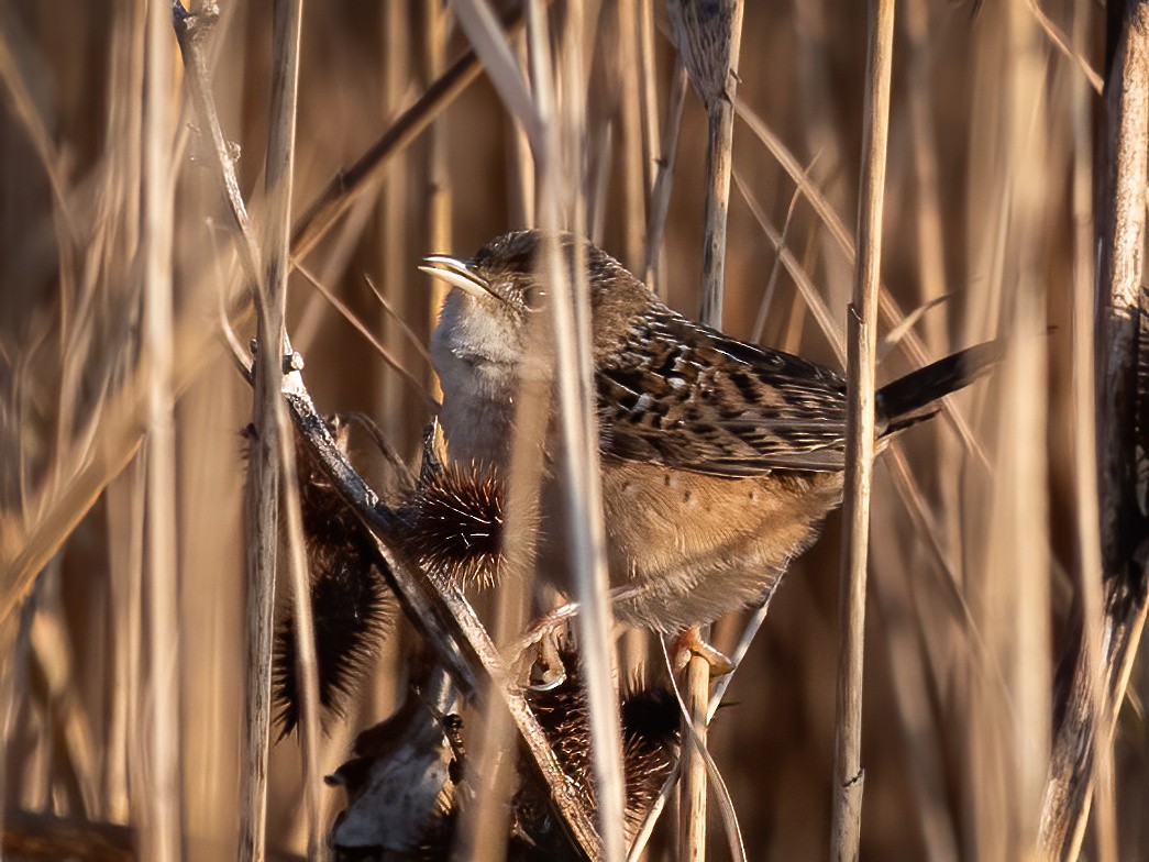 Sedge Wren - ML612343135