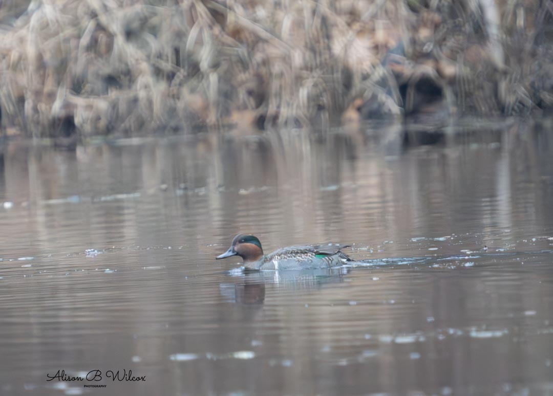 Ногоохон нугас - ML612343136