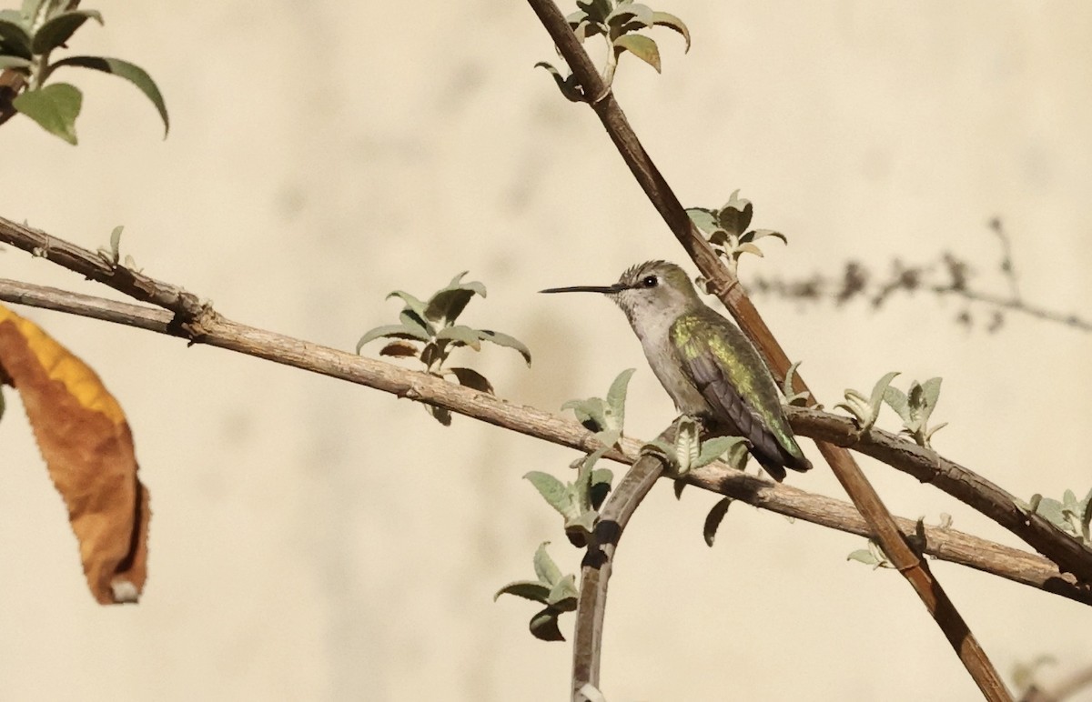 Anna's Hummingbird - ML612343141