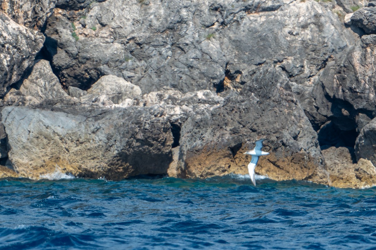 Cory's Shearwater - ML612343157