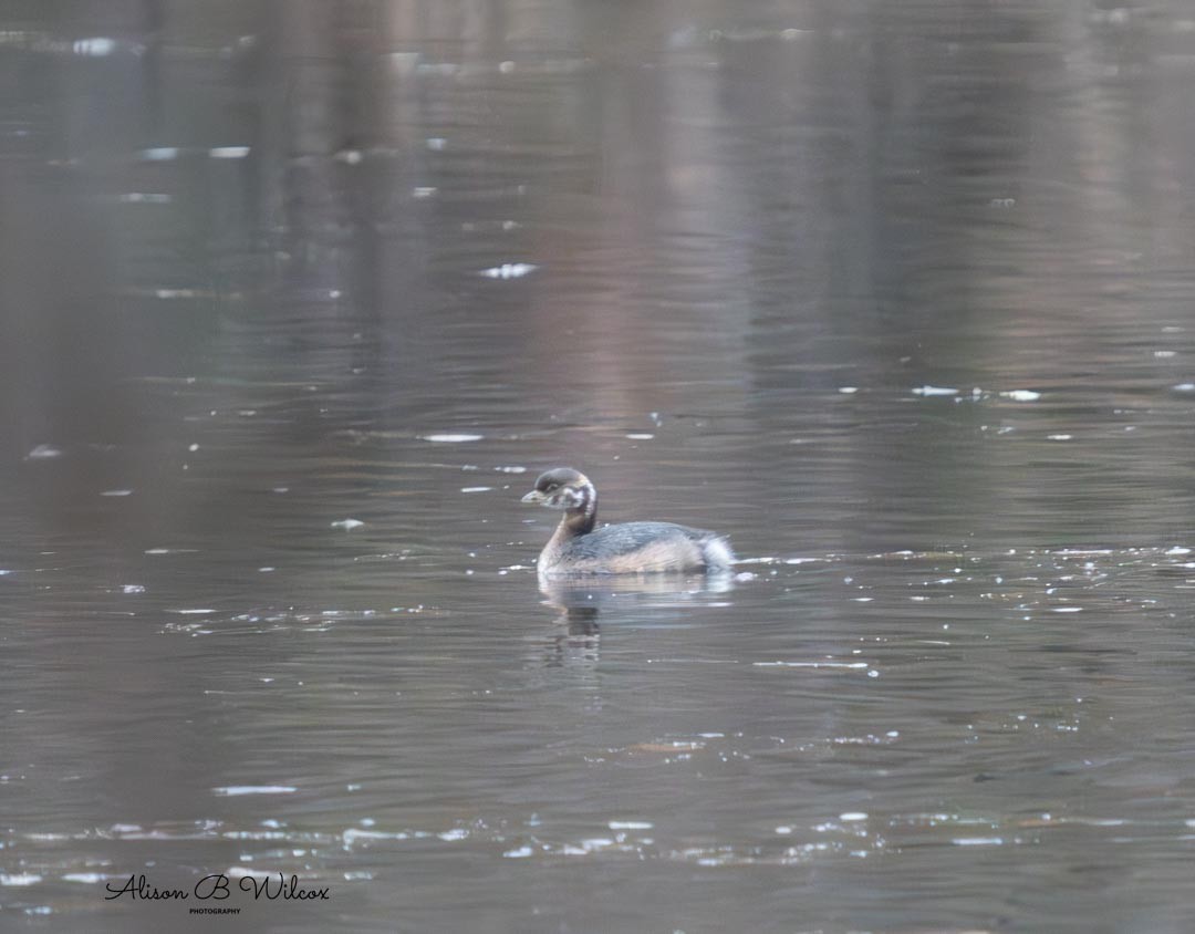 Pied-billed Grebe - ML612343175