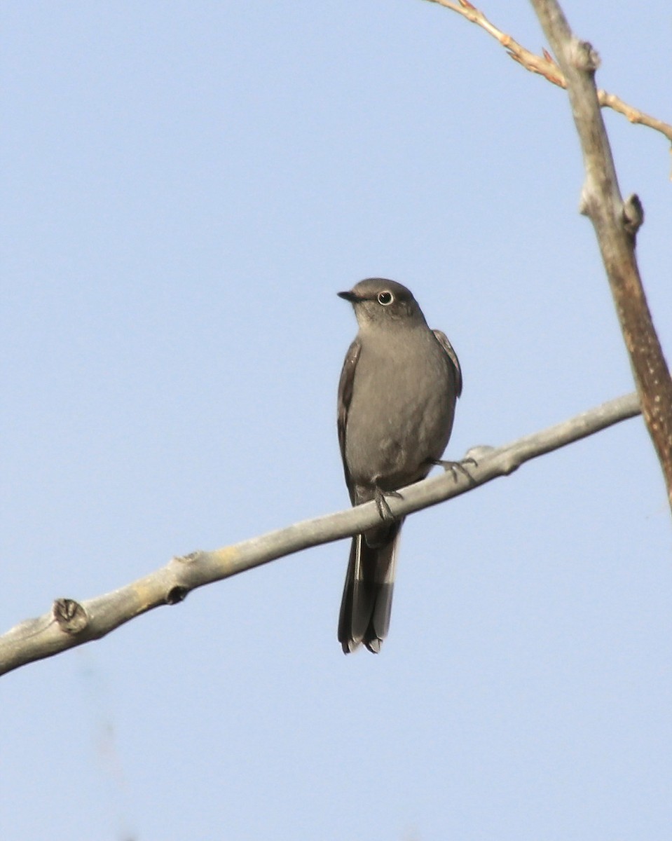 Townsend's Solitaire - ML612343207