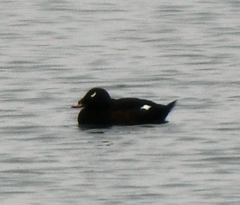 White-winged Scoter - ML612343232