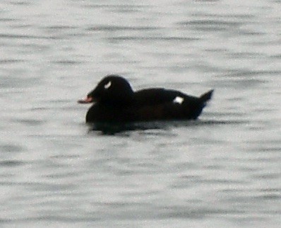 White-winged Scoter - ML612343234