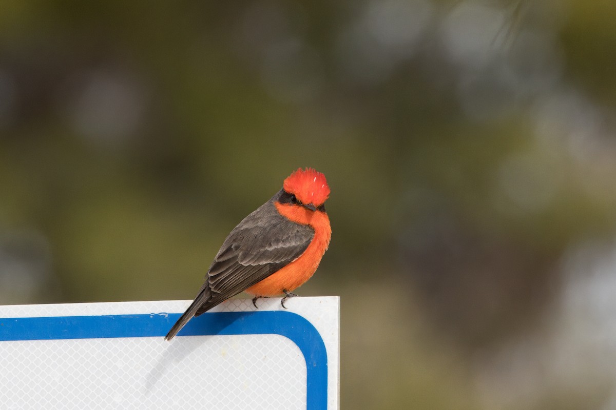 Vermilion Flycatcher - Robert Scherl