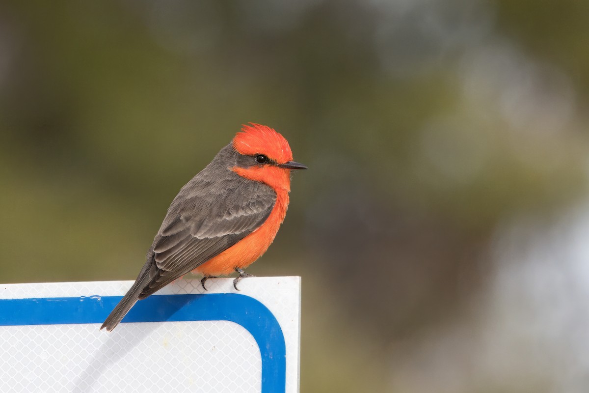 Vermilion Flycatcher - Robert Scherl