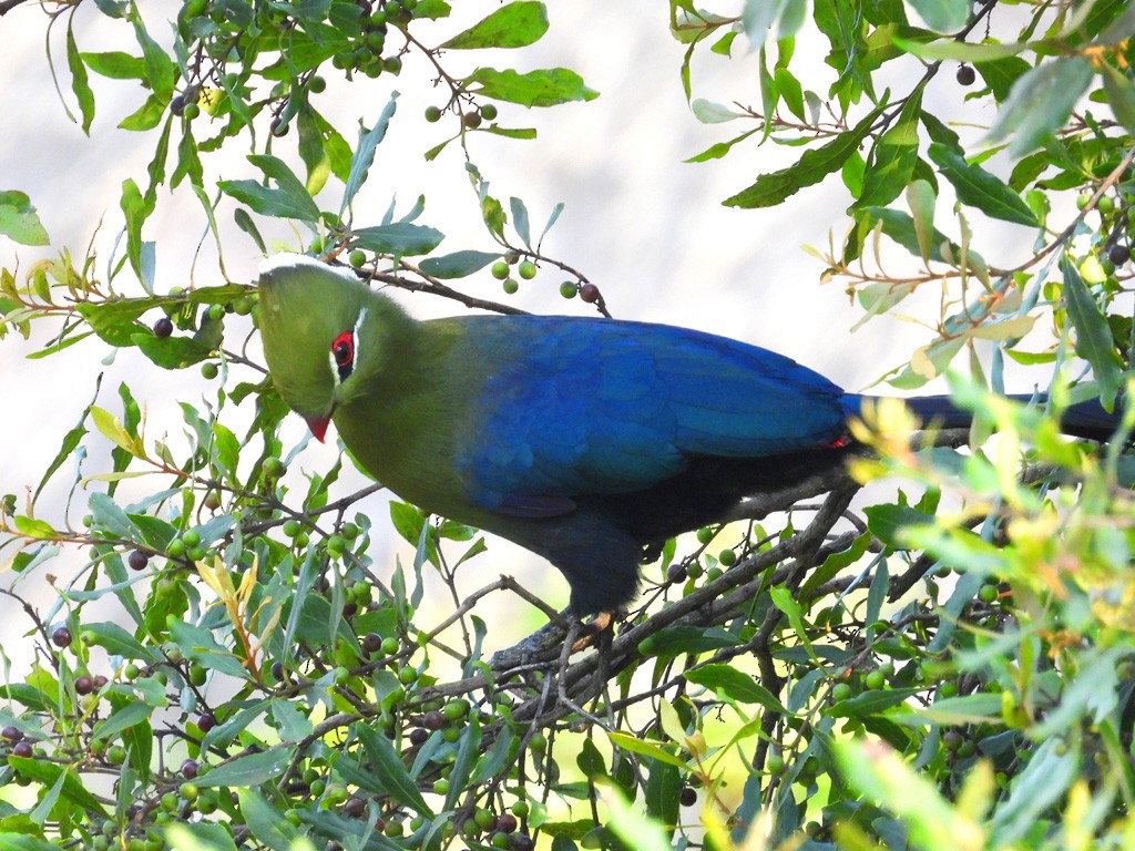 Knysna Turaco (Northern) - ML612343303