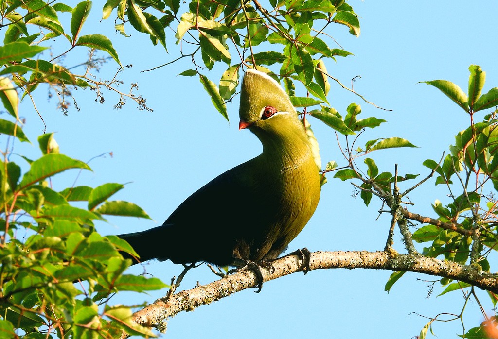 Knysna Turaco (Northern) - ML612343305