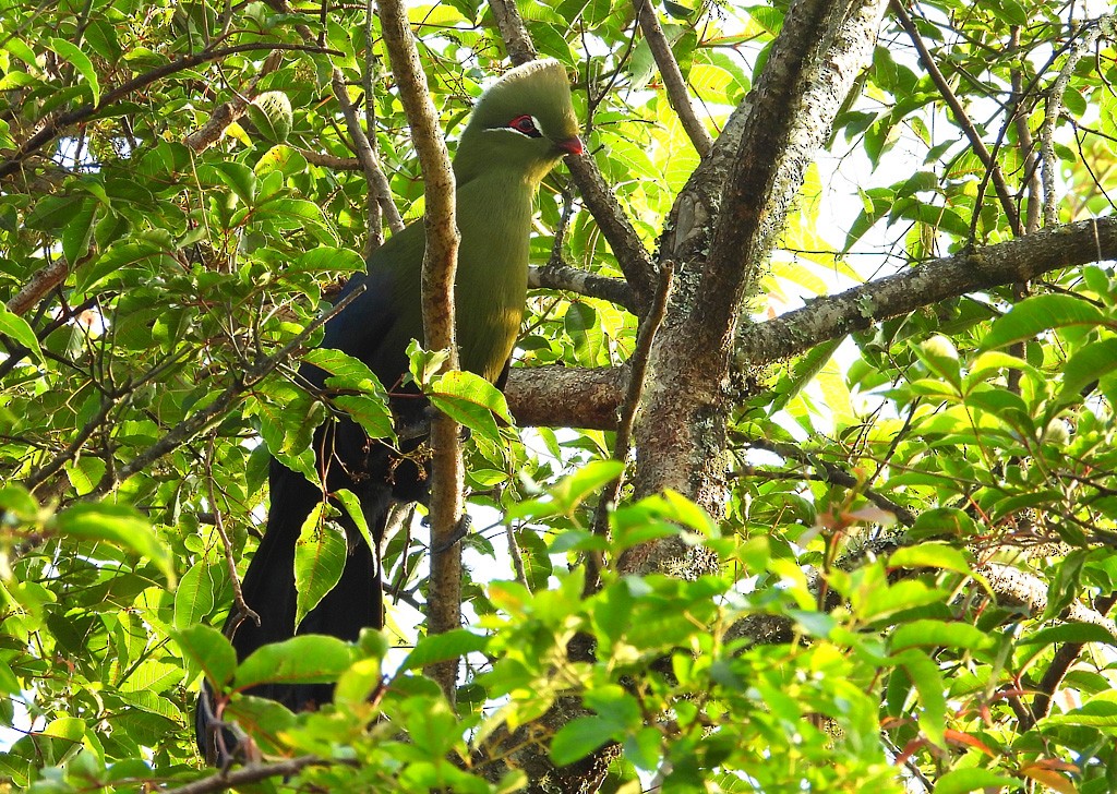 Knysna Turaco (Northern) - ML612343306