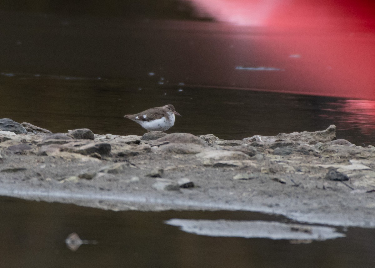 Spotted Sandpiper - Jake Nafziger