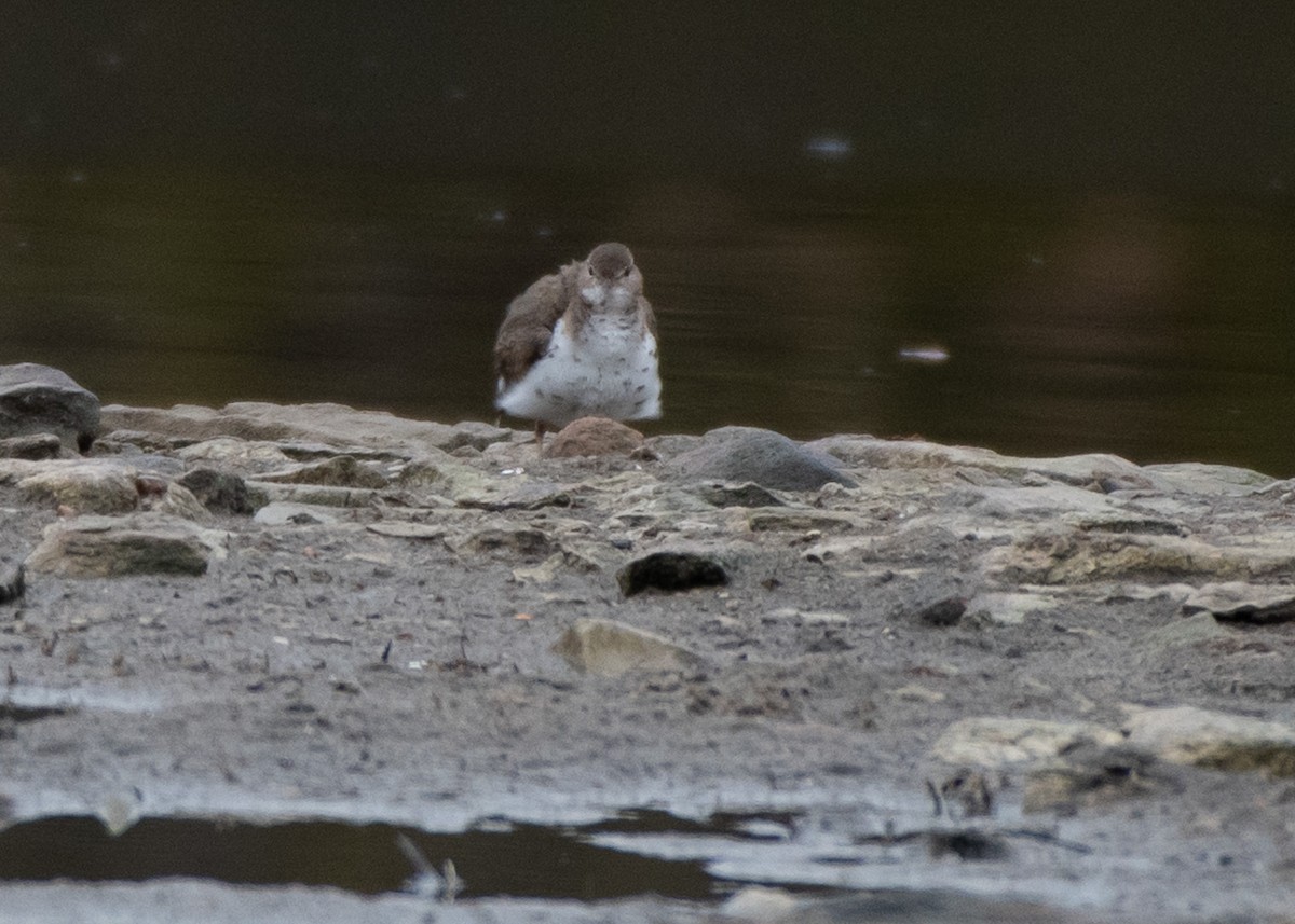 Spotted Sandpiper - Jake Nafziger