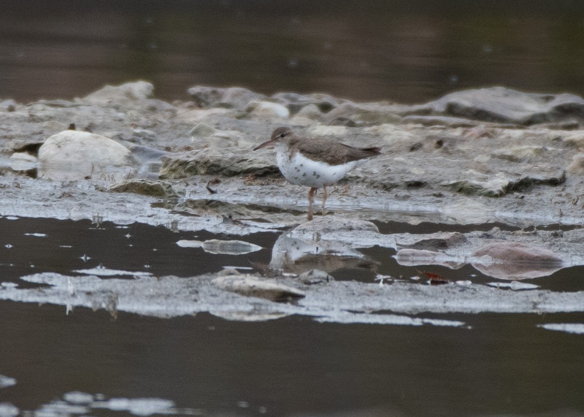 Spotted Sandpiper - Jake Nafziger