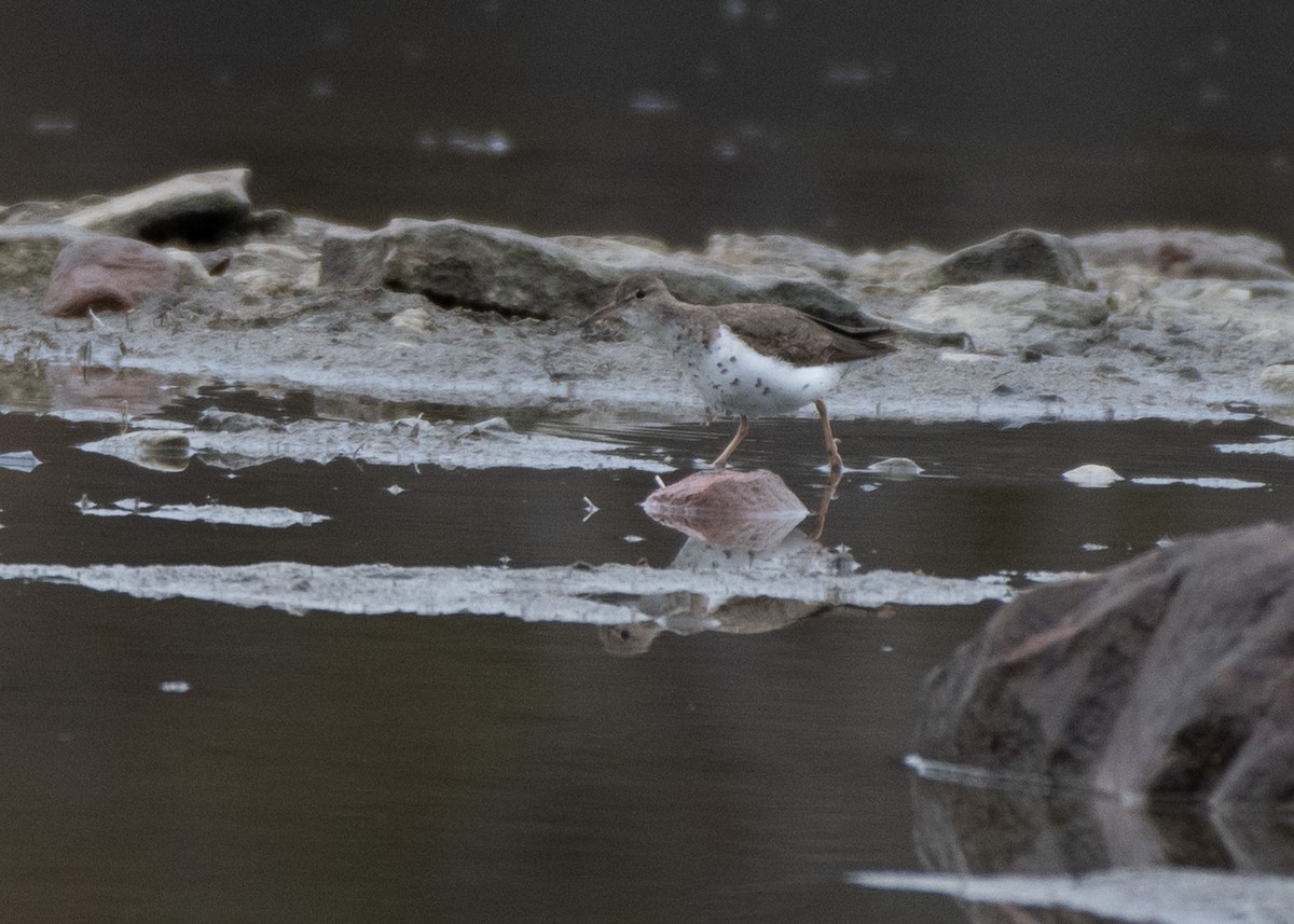 Spotted Sandpiper - Jake Nafziger