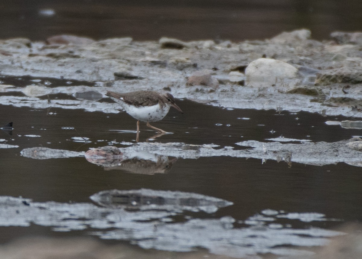 Spotted Sandpiper - Jake Nafziger