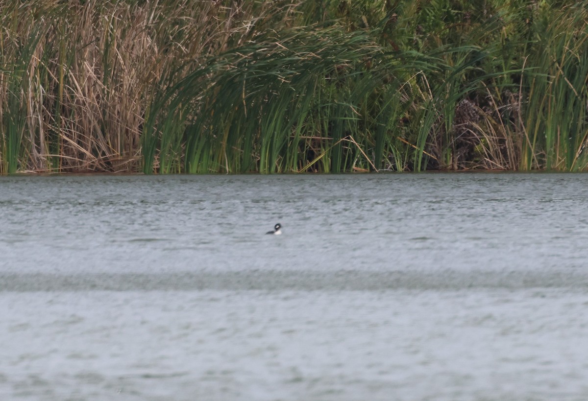 Bufflehead - ML612343447