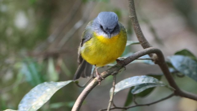 Eastern Yellow Robin - ML612343518