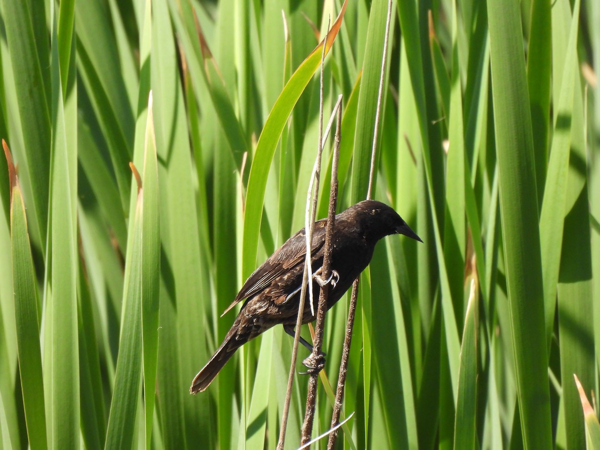 Yellow-winged Blackbird - ML612343600