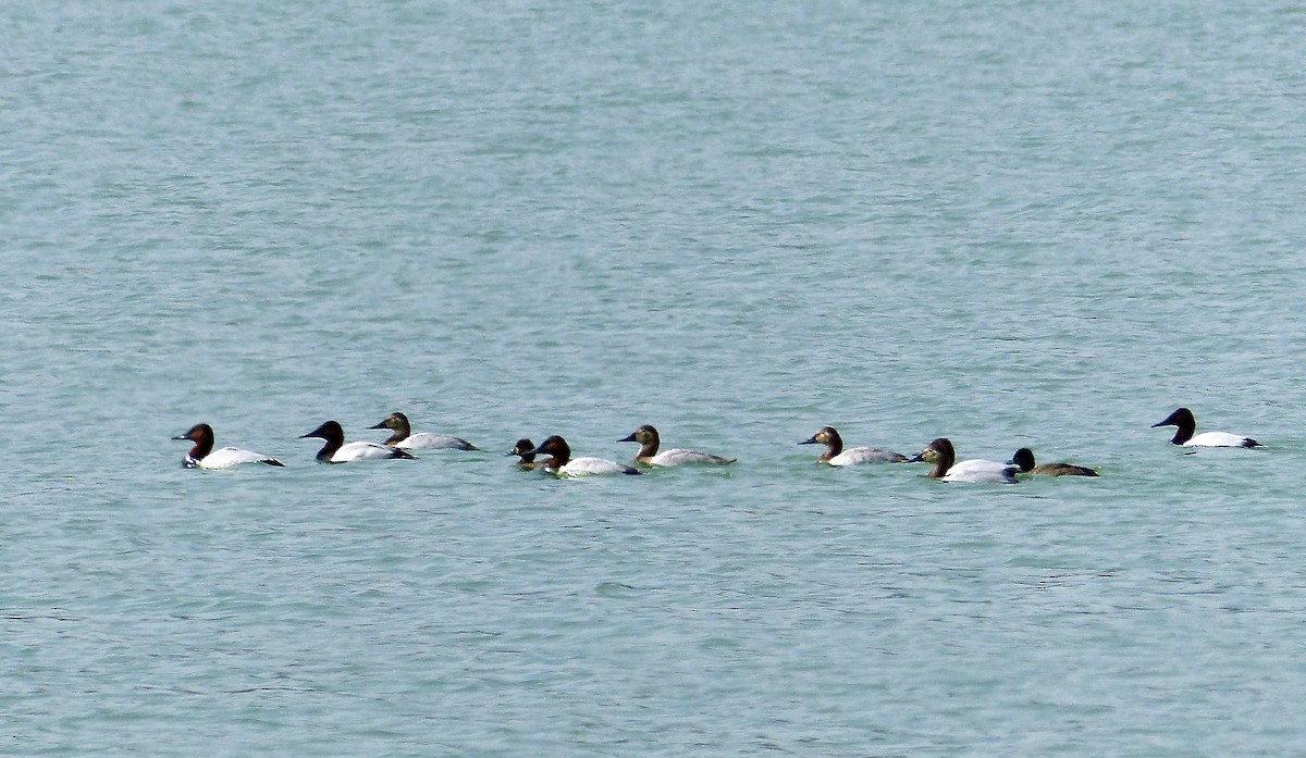 Lesser Scaup - ML612343624