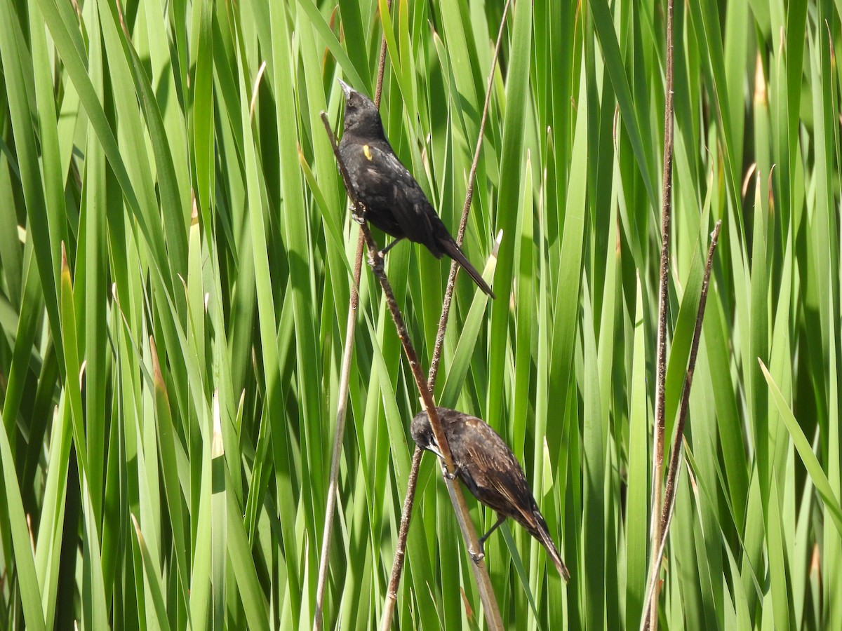 Yellow-winged Blackbird - Roddy Jara Yáñez