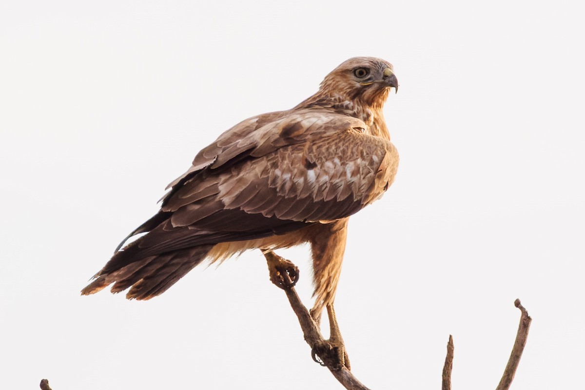 Long-legged Buzzard - Egor F