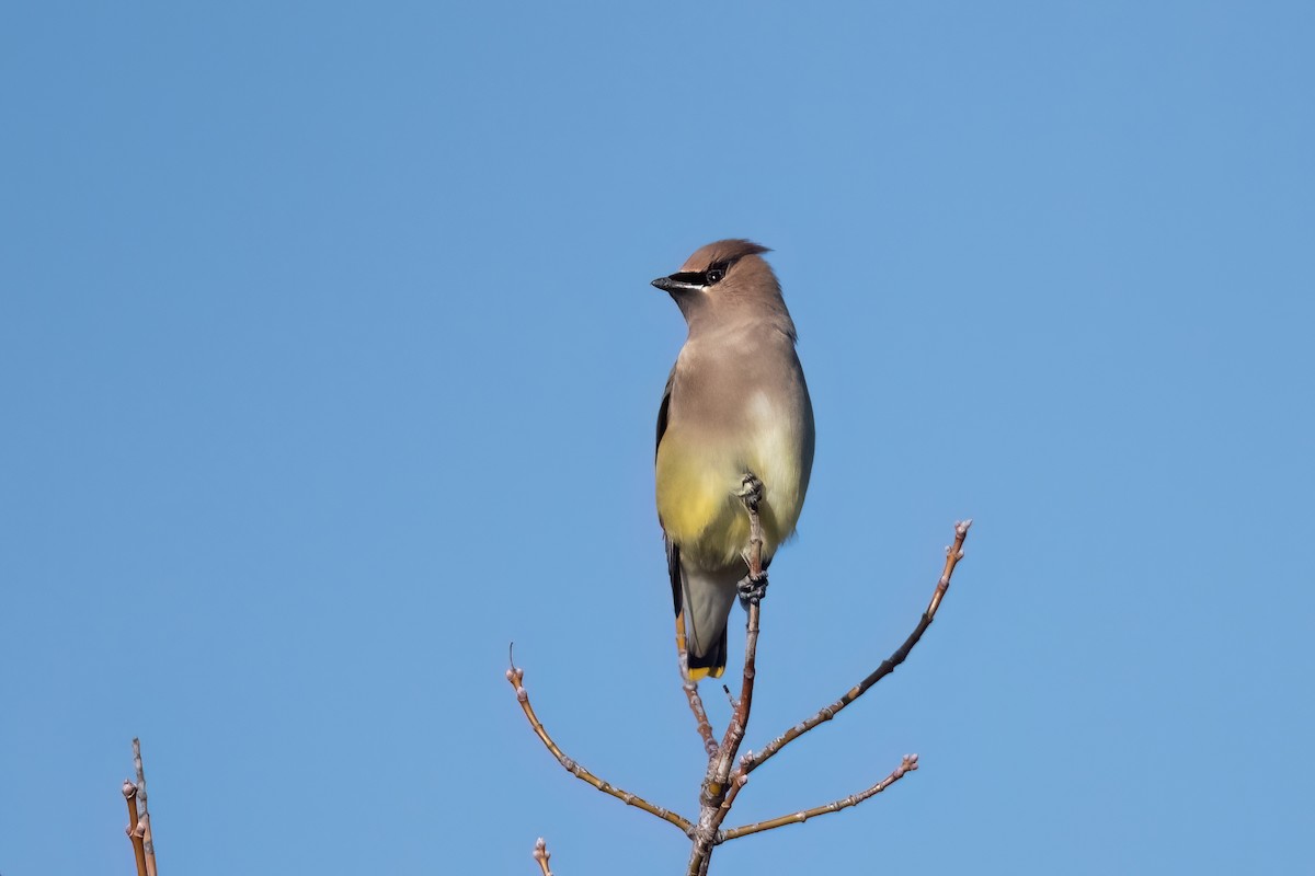 Cedar Waxwing - ML612343711