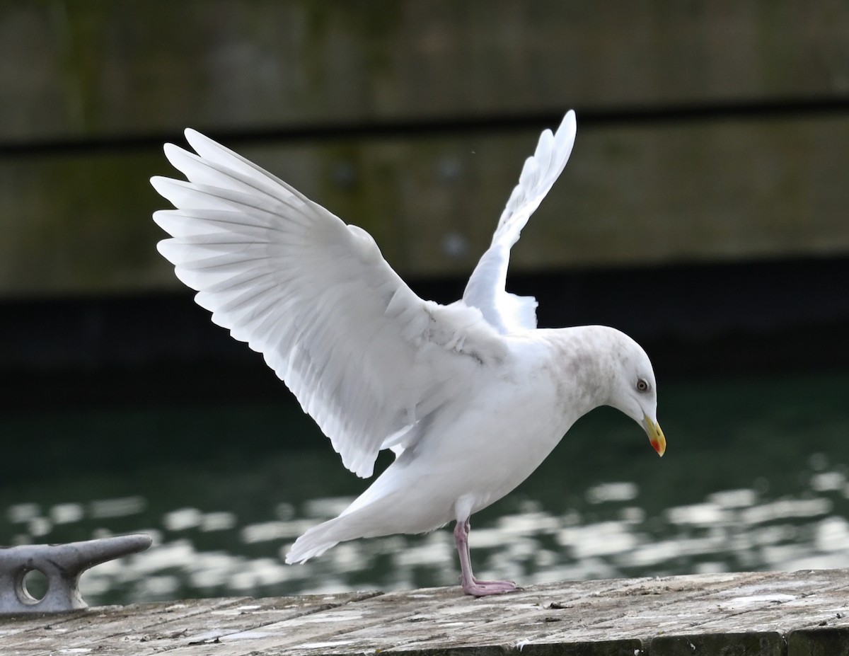 Gaviota Groenlandesa - ML612343723