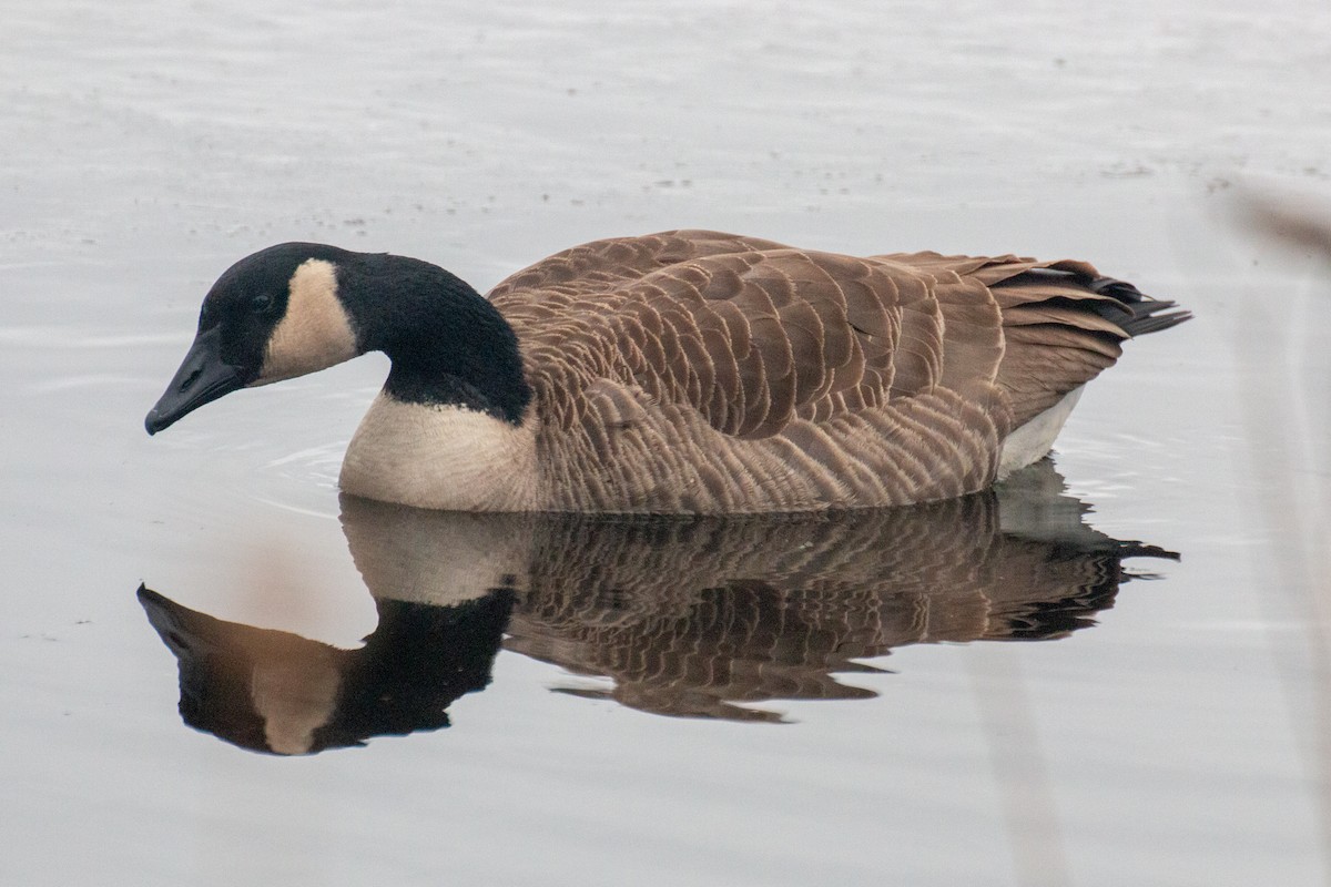 Canada Goose - Reuben Lim