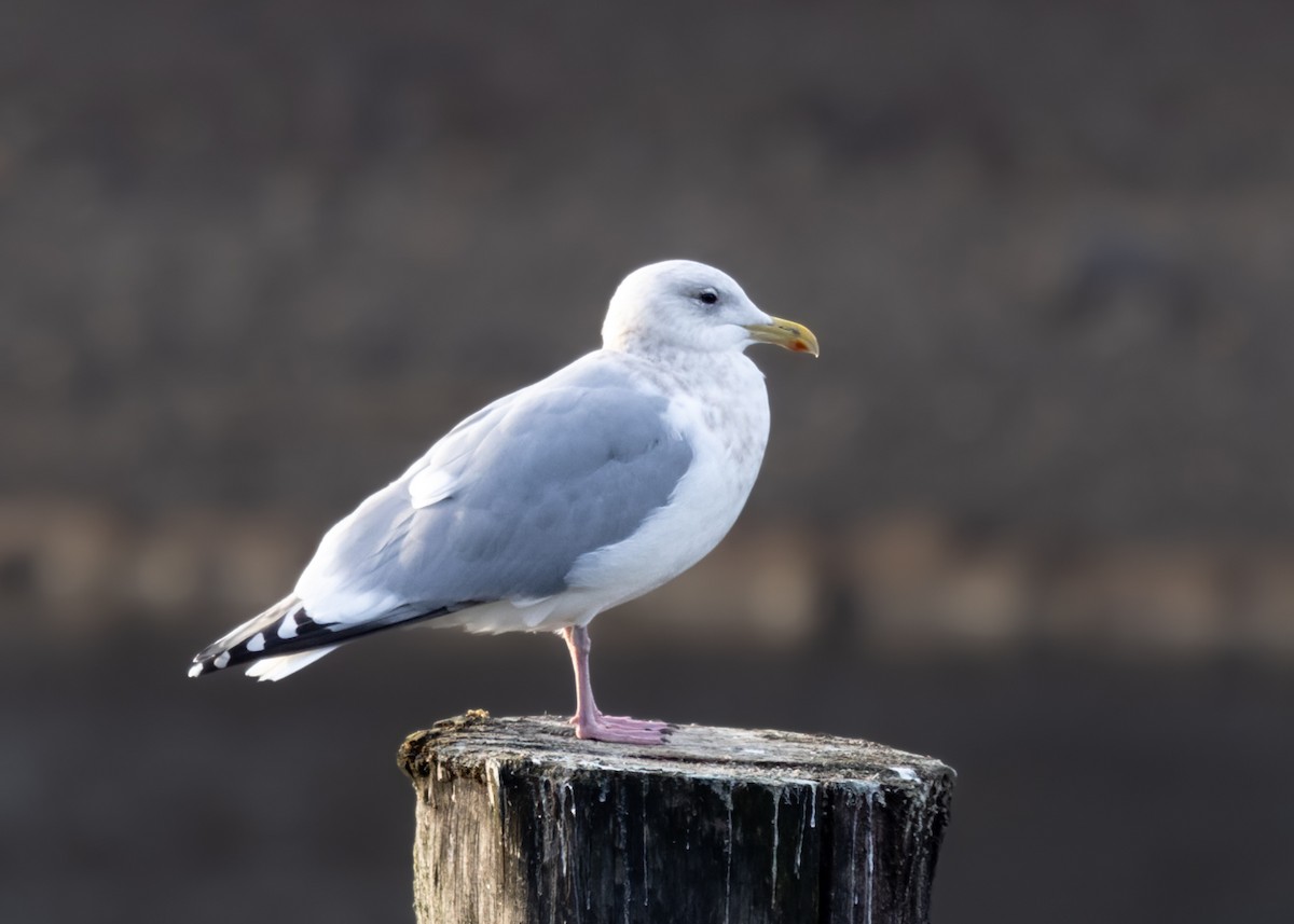 Iceland Gull (Thayer's) - ML612343779