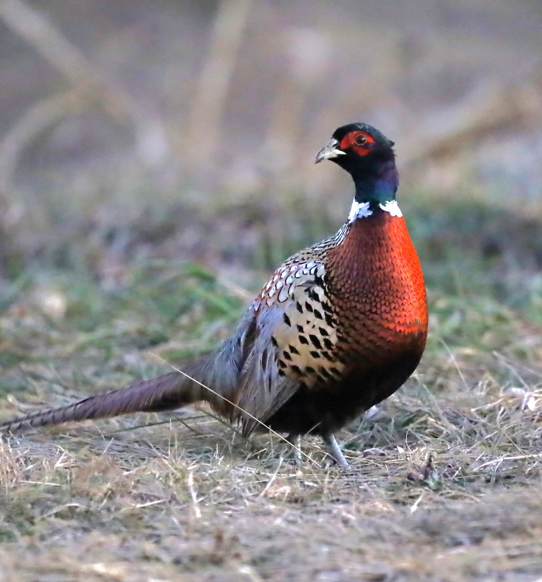 Ring-necked Pheasant - Charles (PAT) Dollard
