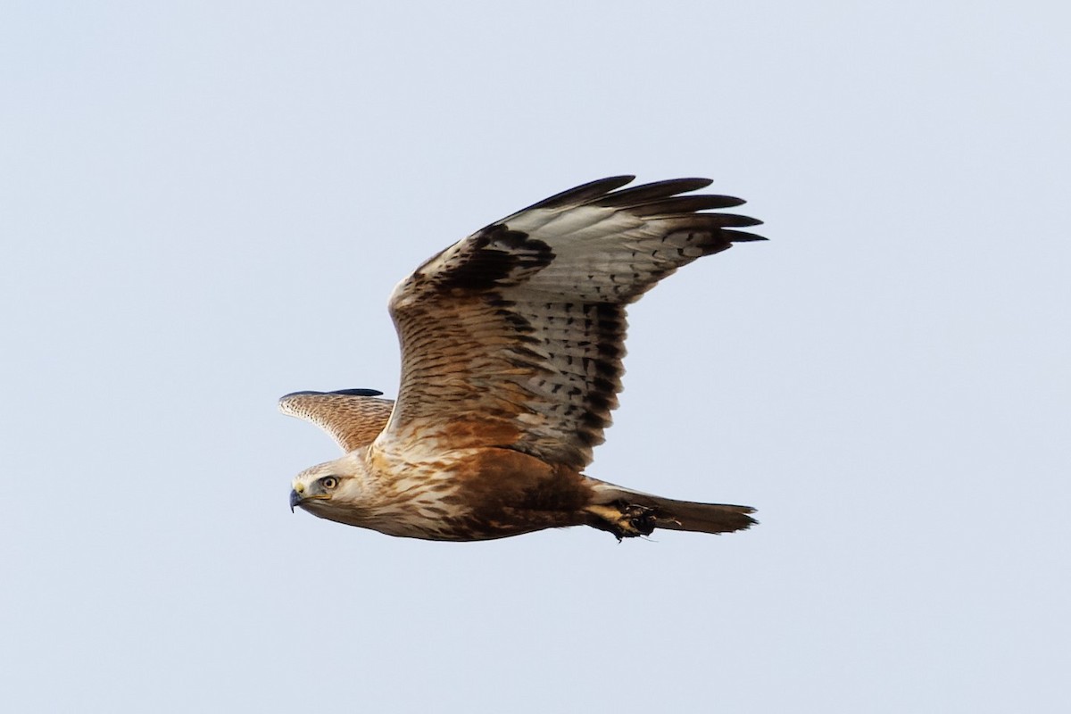 Long-legged Buzzard - ML612343882