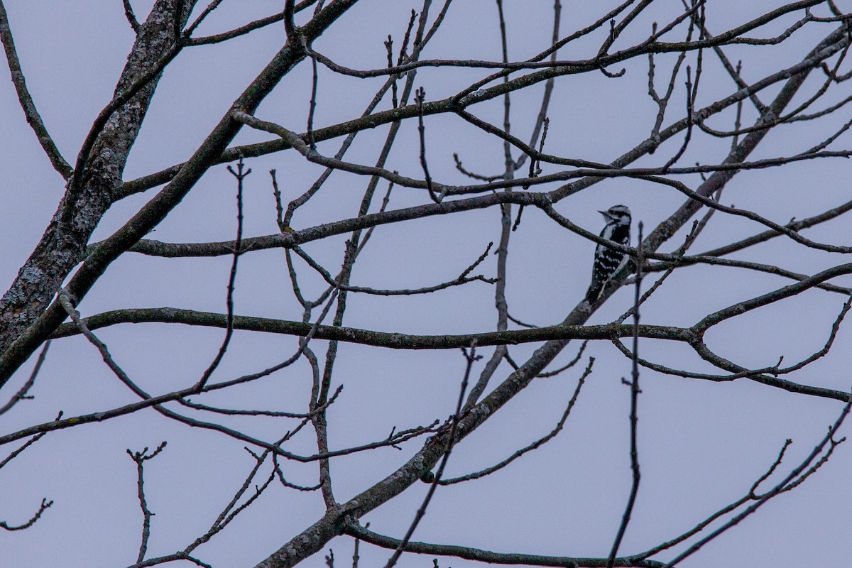 Downy Woodpecker - ML612343889