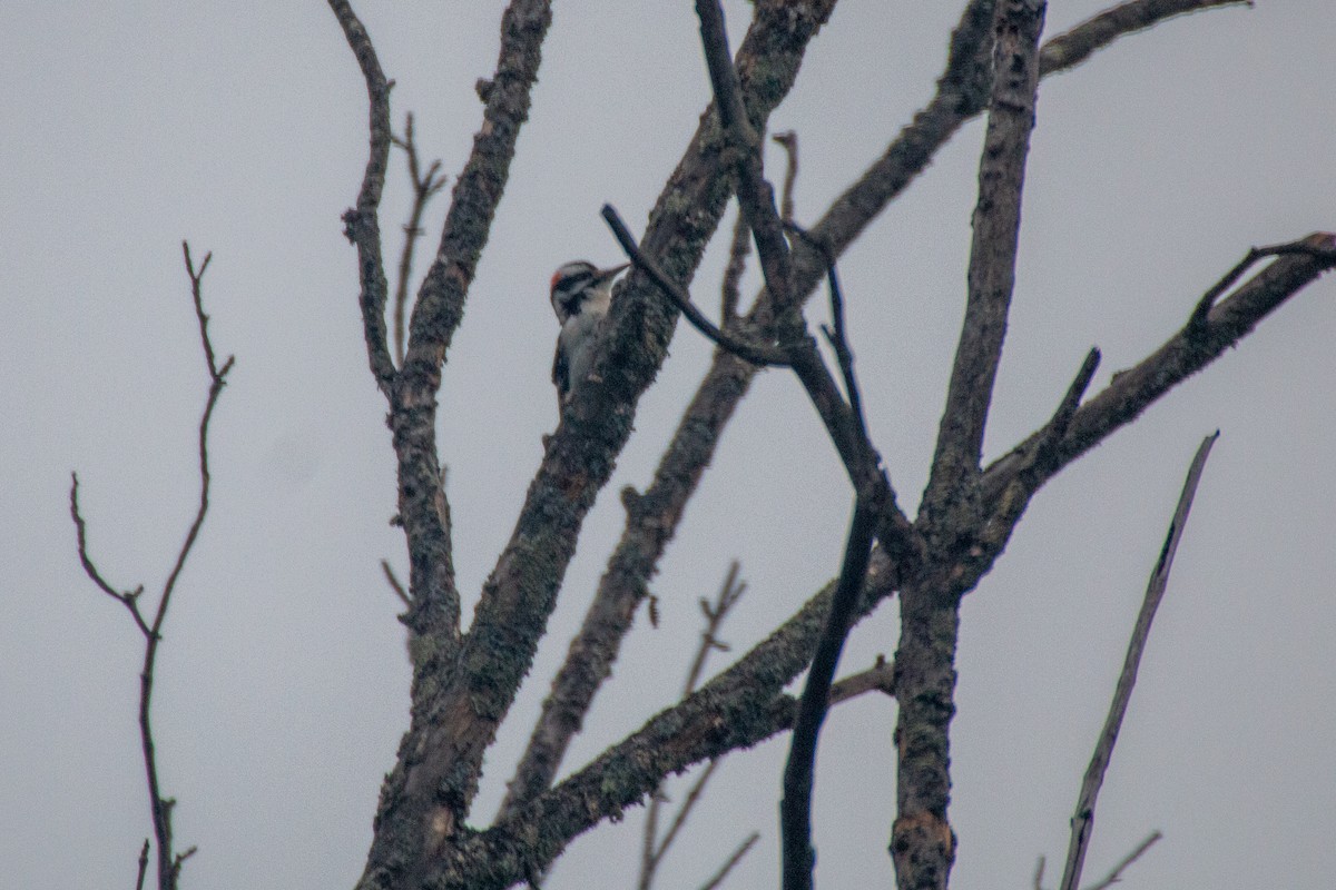 Hairy Woodpecker - ML612343943