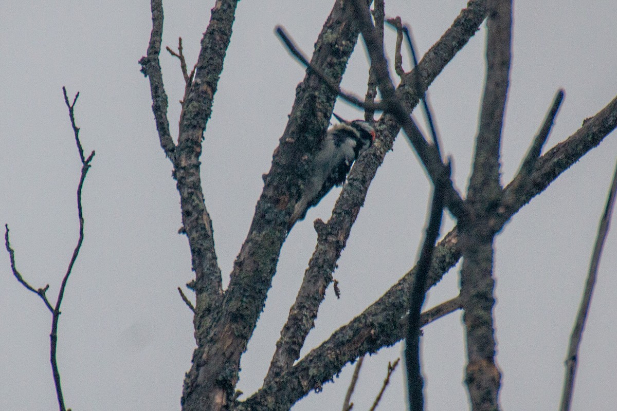 Hairy Woodpecker - ML612343944