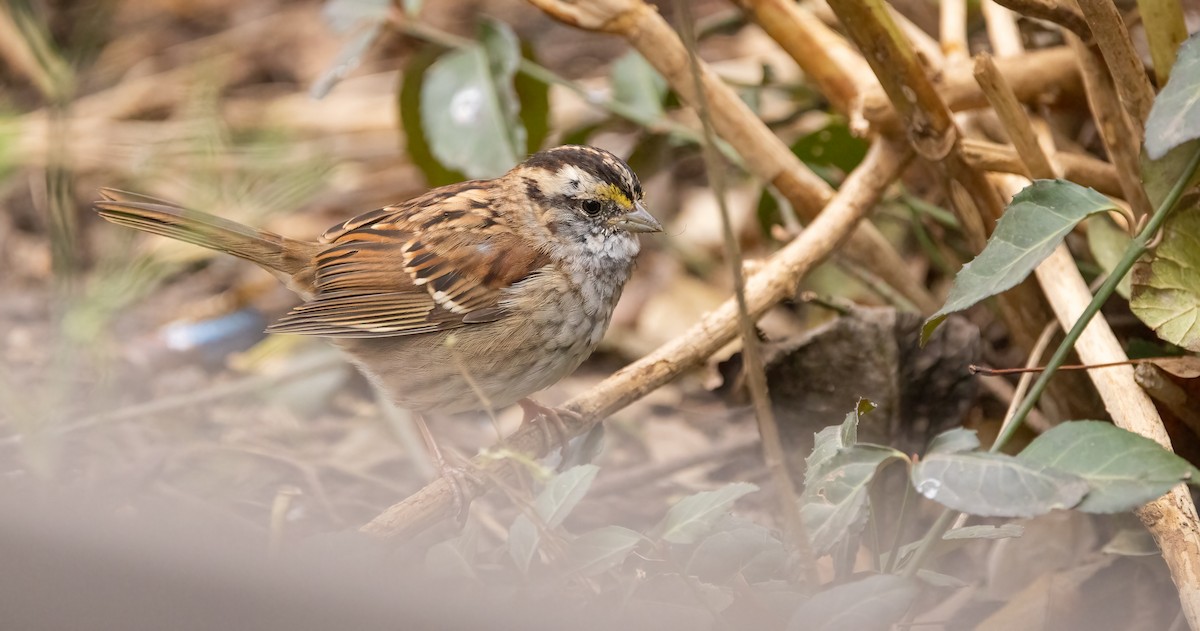 White-throated Sparrow - ML612343998