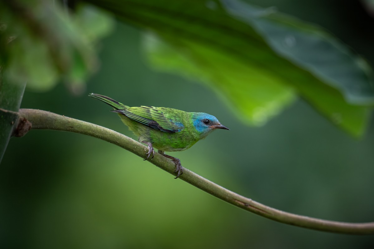 Blue Dacnis - ML612344004