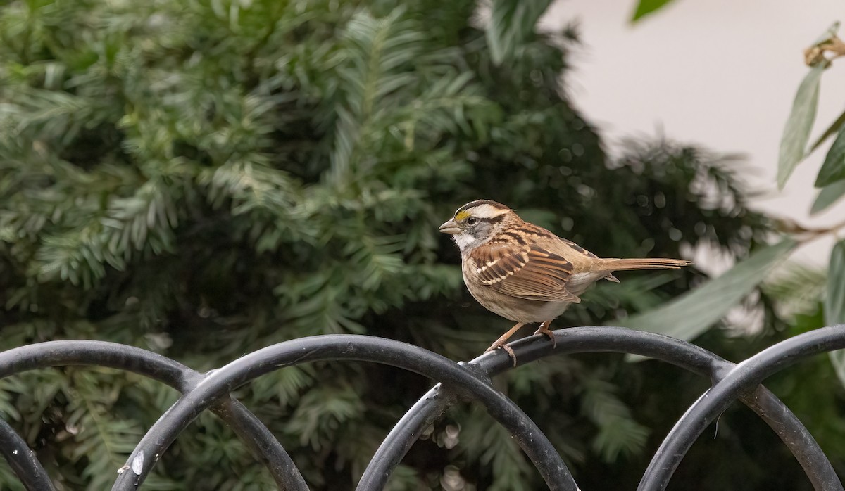 White-throated Sparrow - ML612344009