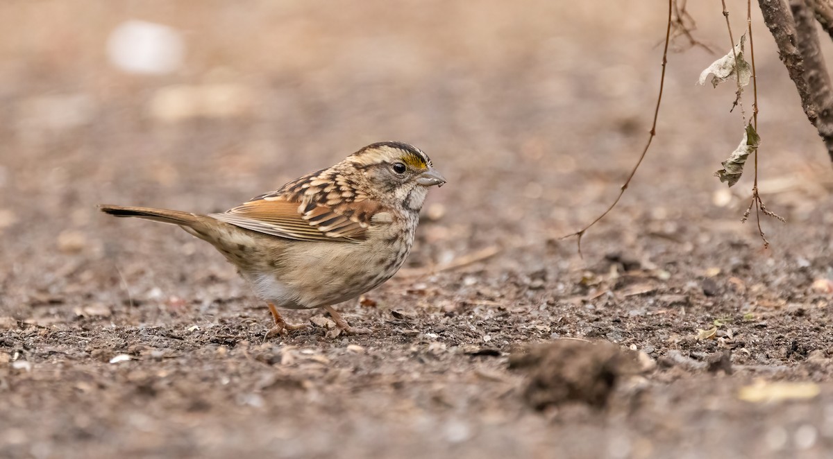 White-throated Sparrow - ML612344010