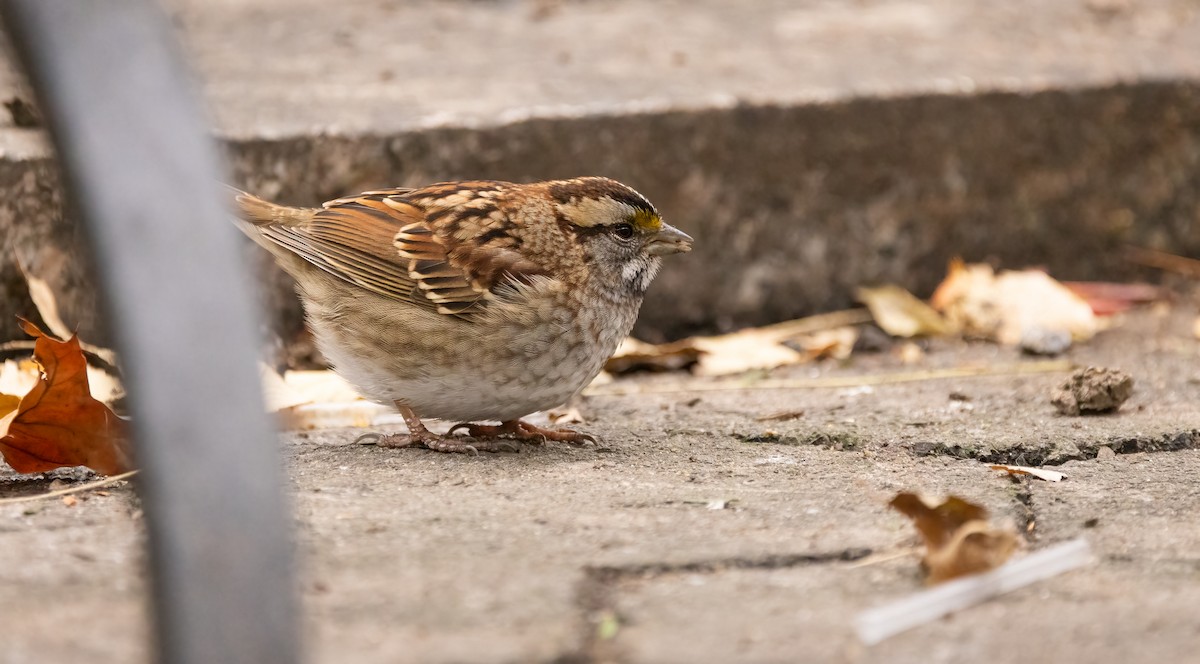 White-throated Sparrow - ML612344029